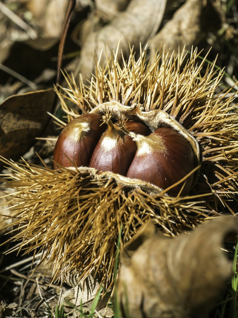 Ripe chestnuts inside an open spiny husk