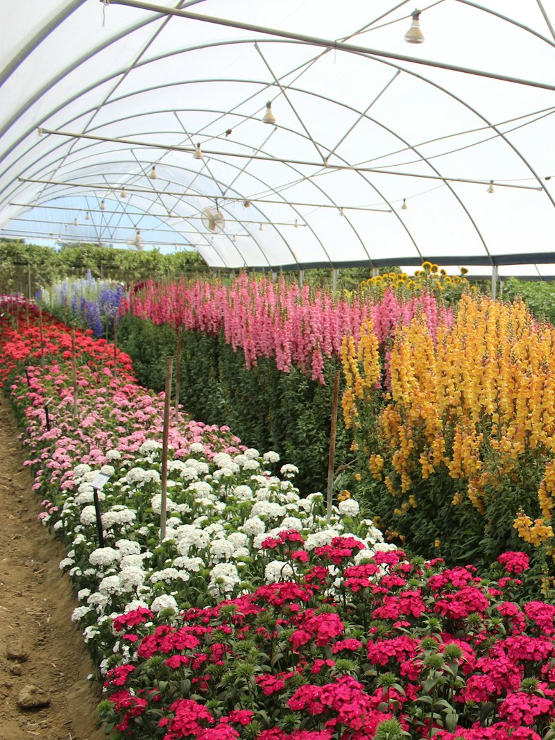 Rows of cut flowers growing inside a greenhouse