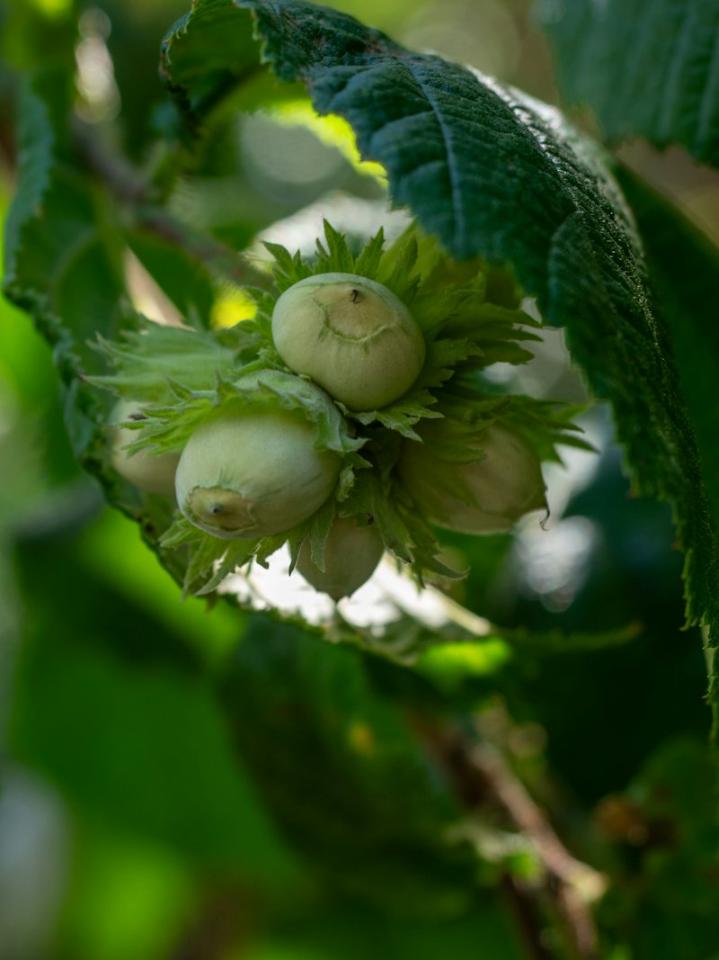 A cluster of green hazelnuts on a hazel branch